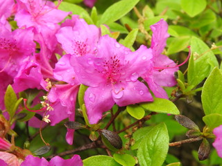 Raindrops on Azalea Bush
