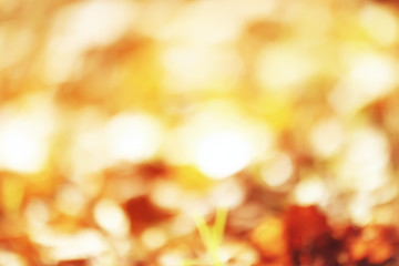 Fallen yellow leaves background / Blurred yellow autumn background with leaves on the ground, Indian summer, October leaves