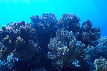 underwater world / blue sea wilderness, world ocean, amazing underwater