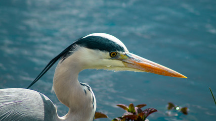 Large Grey Heron, Ardeidae, Single Bird Close Up of head and beak, eyeline low angle view.