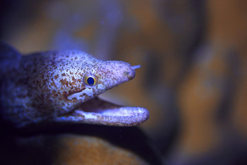 moray eel under water / beautiful sea underwater view