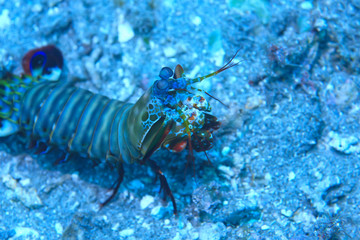 coral reef underwater / lagoon with corals, underwater landscape, snorkeling trip