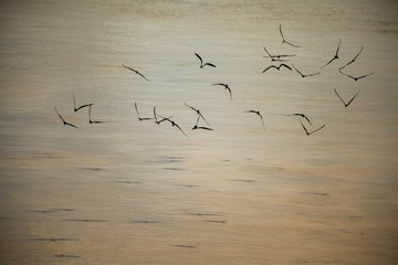 Rio madeira Amazônia 