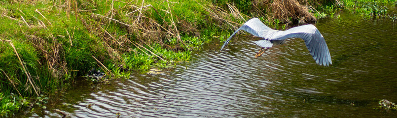 Large Grey Heron, Ardeidae, Single Bird Close Up, eye line low angle view, flying along riverbed