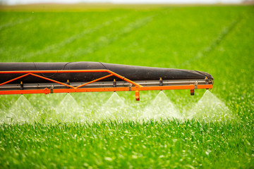 Farmer spraying wheat crops