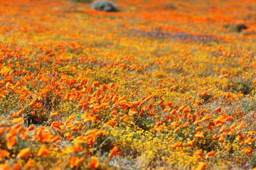 Antelope Valley California Poppy Reserve