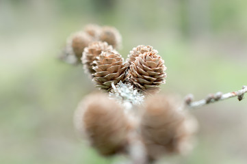 kleine Zapfen auf einem Zweig