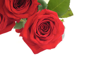 Naklejka premium red roses on white background love card