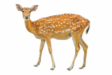 Sika Deer in front of white background, isolated. The deer has turned a head and looks in a camera....