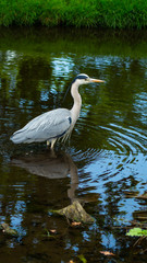 Large Grey Heron, Ardeidae, Single Bird Close Up, eyeline low angle view, searcing for food on riverbank