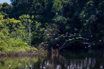 Fototapeta na wymiar reflection of trees in the water lago do cuniã 