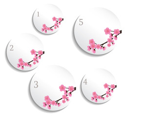 Cherry blossom flowers background.