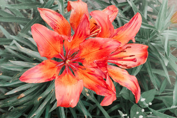 red garden lily close up