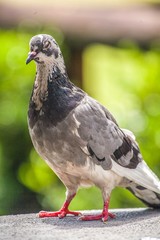 pigeon in the park pombo 
