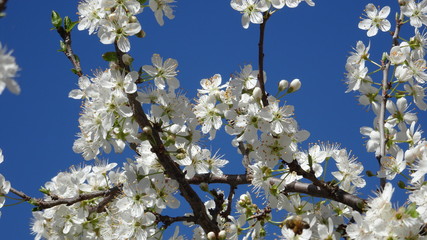 Fiori di Prunus