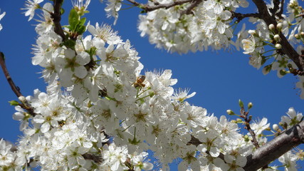 Fiori di Prunus