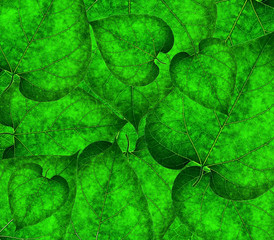 Green leaves of young bean .  Texture on turquoise background.