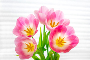 Photo of beautiful pink tulips, brightly lit by sunlight through the blinds in the background