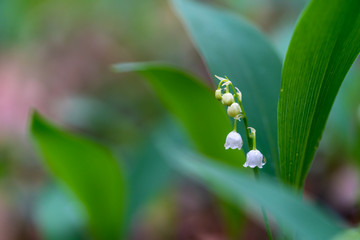 Lily of the valley