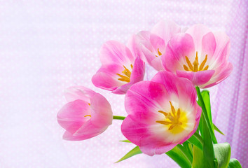 Fototapeta na wymiar Photo of a beautiful pink tulips, brightly lit by sunlight on a light background. Copy space on the left.