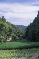 Wazuka tea field,kyoto,tourism of japan.