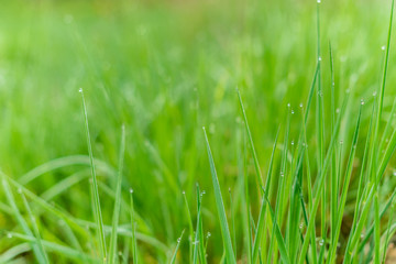 Background of green grass with raindrops in the morning, soft focus. Drops of dew on a green grass