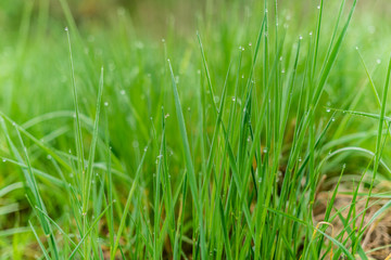 Background of green grass with raindrops in the morning, soft focus. Drops of dew on a green grass