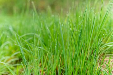 Obraz premium Background of green grass with raindrops in the morning, soft focus. Drops of dew on a green grass