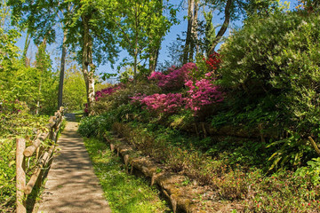 Fototapeta na wymiar A park in the north eastern Friuli Venezia Giulia region of Italy in spring with lots of azaleas in flower