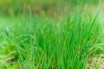 Background of green grass with raindrops in the morning, soft focus. Drops of dew on a green grass
