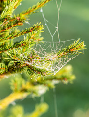 Drop of condensation on the spider-web. Gossamer with drops