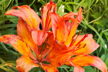 Obraz premium red garden lily close up