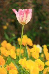 pinke Tulpe vor dem Bild and gelbe Blumen Hintergrund
