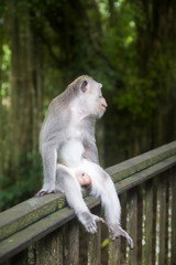 Balinese long tailed monkey
