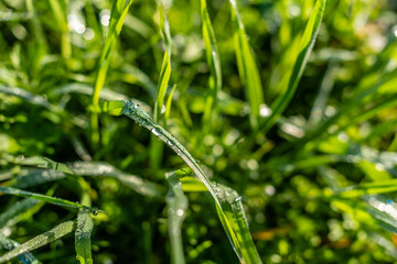 Background of green grass with raindrops in the morning, soft focus. Drops of dew on a green grass