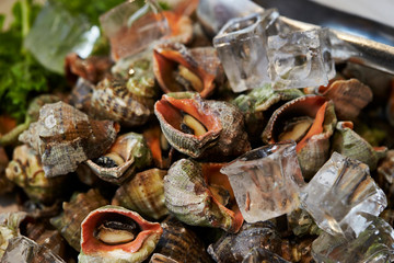 Boiled seashells piled up with ice cubes at buffet 