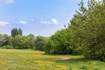 City public park area in sunny spring day. The blossoming field from yellow dandelions, young foliage on trees. On a background the clear blue sky with small easy clouds
