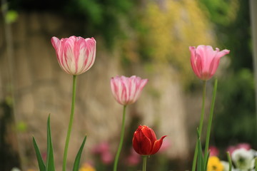 Drei Rosa Tulpen mit roten Blumen