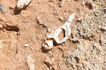 Fossili  murici , molluschi marini vissuti migliaia di anni fa, che emergono dall'arenaria. Riserva naturale di capo gallo - isola delle femmine, sferracavallo , Palermo
