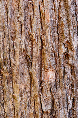 The close up or macro of tree bark surface or background in the nature. 