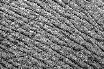 The close up or macro of grunge elephant skin with hair in the natural light. 