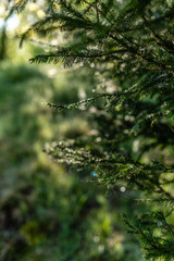 Defocused green background with sunshine and leaves. Blur image of a forest.