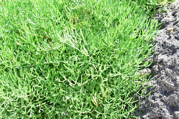 crithmum maritimum detto anche finocchio di mare. Pianta alofila del mediterraneco che vive in terreni ad elevata salinità. Cresce sulle coste del mare e  e   nelle saline. Commestibile