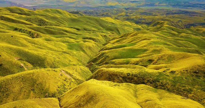 Temblor Range Yellow Flower Aerial