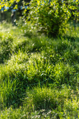 Background of green grass with raindrops in the morning, soft focus. Drops of dew on a green grass