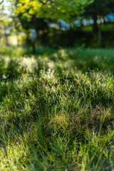 Background of green grass with raindrops in the morning, soft focus. Drops of dew on a green grass