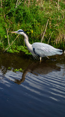 Large Grey Heron, Ardeidae, Single Bird Close Up, eye-line low angle water level view searching for food, fishing on riverbank