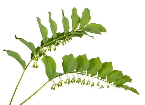 Solomon's seal