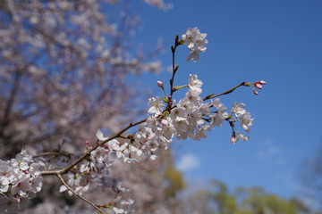 Cherry blossom in Japan