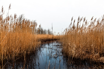 Boddenlandschaft an der Küste der Ostsee